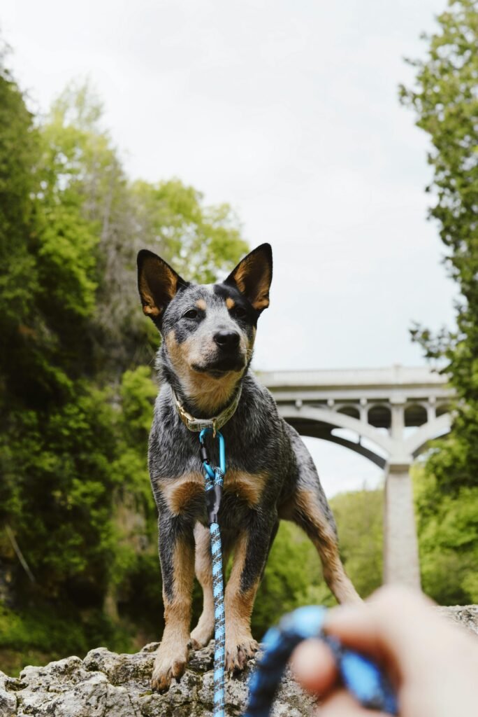 Portrait of an Australian Cattle Dog standing outdoors near a bridge in Elora, Canada.